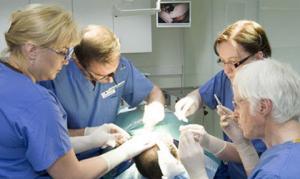 hair transplant cost dublin